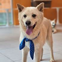 adopt-pet