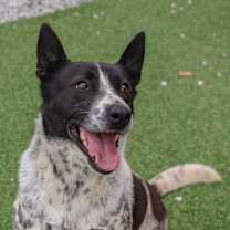 adopt-pet