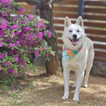 adopt-pet