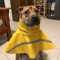 adopt-pet