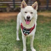 adopt-pet