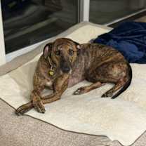 adopt-pet