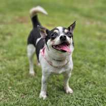 adopt-pet