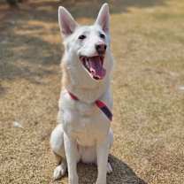 adopt-pet