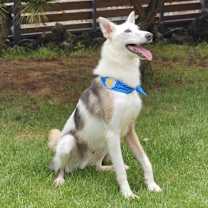 adopt-pet