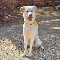 adopt-pet