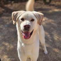 Thumbnail photo of Ilbok #3