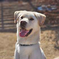 Thumbnail photo of Ilbok #4