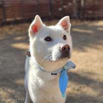 adopt-pet