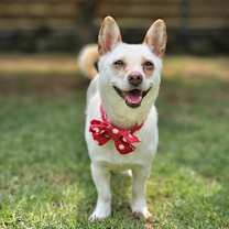 adopt-pet