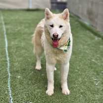 adopt-pet