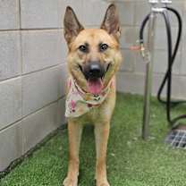 adopt-pet