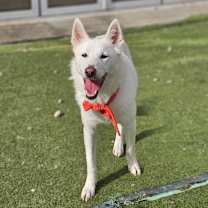 adopt-pet