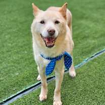 adopt-pet