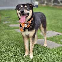 adopt-pet