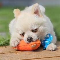 Thumbnail photo of Tongtong #2