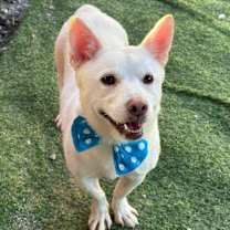 adopt-pet