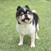 adopt-pet