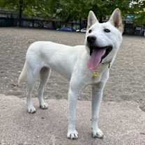 adopt-pet