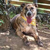 adopt-pet