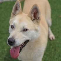 adopt-pet