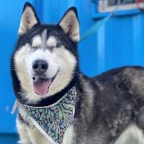 Thumbnail photo of Stella #2