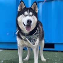 Thumbnail photo of Stella #3