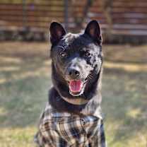 adopt-pet