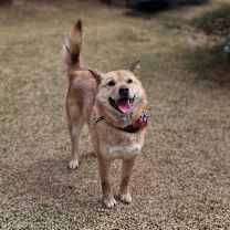 adopt-pet
