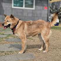 Thumbnail photo of Jigu #3