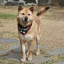 Thumbnail photo of Jigu #4