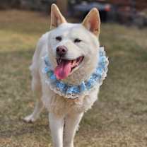 adopt-pet