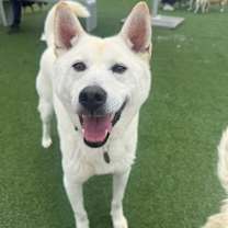 adopt-pet