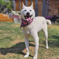 Thumbnail photo of Naldol-i #3