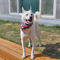 Thumbnail photo of Naldol-i #4