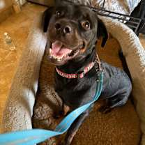 adopt-pet