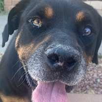 adopt-pet