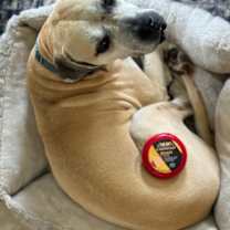 Thumbnail photo of Edam #2