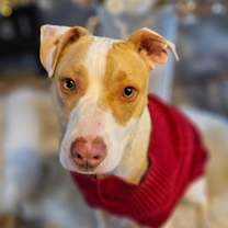 Thumbnail photo of Roulette #1