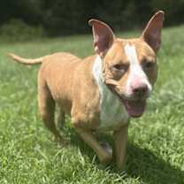 Thumbnail photo of 180940 Walnut (Off Site Foster) #1