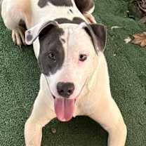 Thumbnail photo of Chester #1