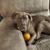 Thumbnail photo of Nico #2