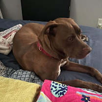 Thumbnail photo of Nico #3