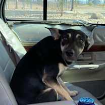 adopt-pet