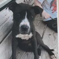 Thumbnail photo of Deku #2