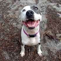 Thumbnail photo of Nani #3