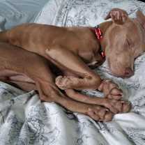 Thumbnail photo of Peanut aka Little Boy #3