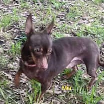 Thumbnail photo of Mia (Dallas) #2