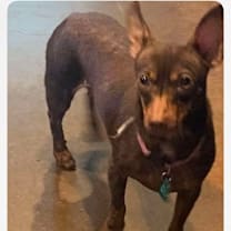 Thumbnail photo of Mia (Dallas) #3