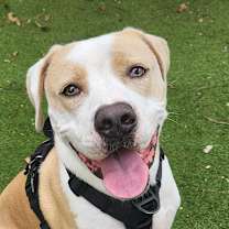 Thumbnail photo of Luke AG #1